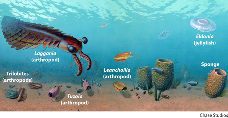 precambrian animals list