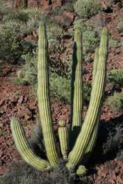 Land Plant: Stenocereus thurberi (Organ Pipe Cactus)