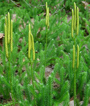 Lycophyte: Lycopodium clavatum Linnaeus