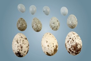 Egg Database