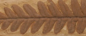 Fern Fossil Banner for Paleobotany