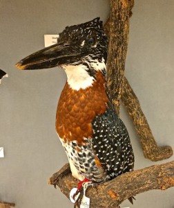 bird