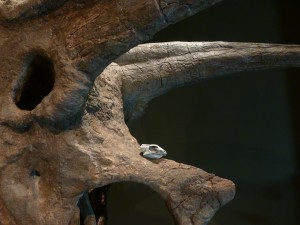 Aquilops Reconstructed Skull
