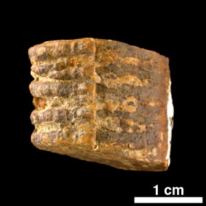 Artisia sp. (fossil cast of inside of stem)