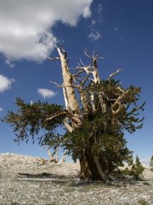 Conifers: Pinus longaeva (Bristlecone Pine)