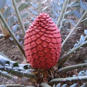 Encephalartos ferox (female cone)