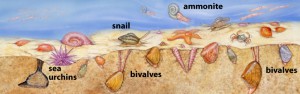 Cretaceous marine labelled