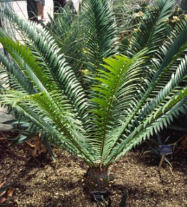 Cycadales: Encephalartos sp. (cycad)