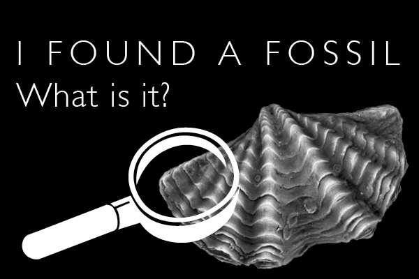Click here for fossil identification