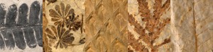 Fossils