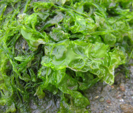 Ulva lactuca