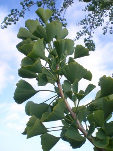 Ginkgo biloba (leaves)