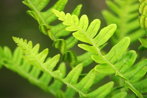 Featured Link: Green Plants (Fern fronds)