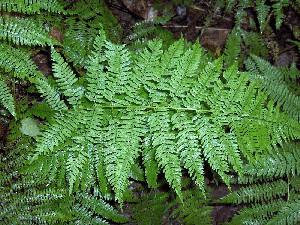 Featured Link: Pteridophytes (ferns): Athyrium sp.