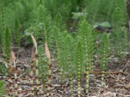 Link to Pteridophytes (horsetails)