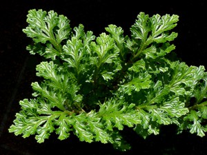 Featured Link: Lycophytes: Selaginella sp.