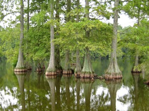 Featured Link: Seed Plants: Taxodium sp. (Cypress Swamp)