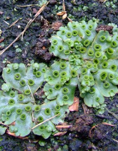 Marchantia polymorpha (thalloid liverwort)