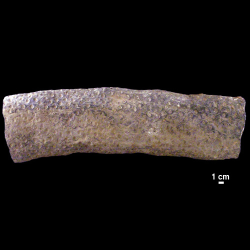 Stigmaria sp. (fossil root of Lycopsid)