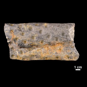 Stigmaria sp. (fossil root of Lycopsid)