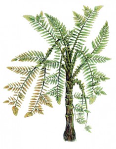 Medullosa
