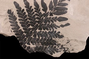 Plant Fossil Groups