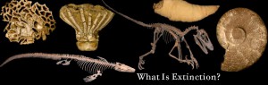 Understanding Extinction