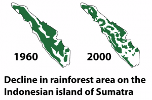 decline in rainforest