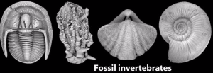 fossil invertebrates