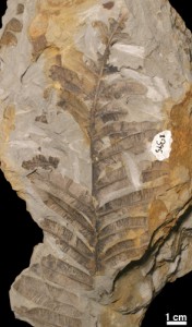 Alethopteris