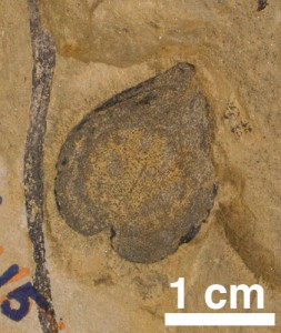Cardiocarpus