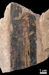 Cordaites