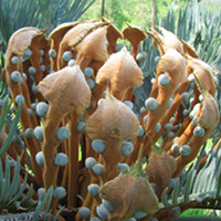 Cycas platephylla