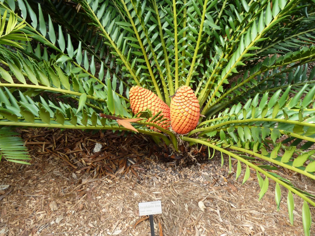 Cycads - Sam Noble Museum