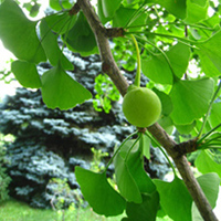Ginkgos: Ginkgo biloba (leaves and fruit)