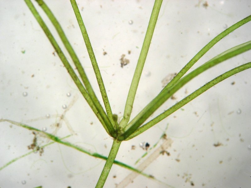 Link to Green algae