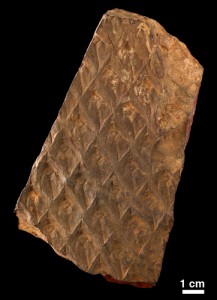 Lepidodendron