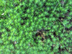 Featured Link: Moss: Polytrichum commune