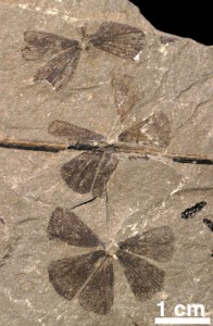 Sphenophyllum