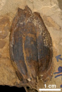 Trigonocarpus sp. (Medulosan seed)