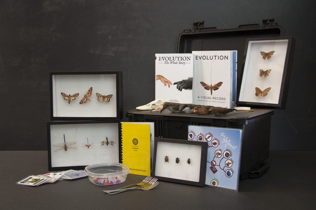 Biodiversity and Survival