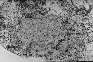 Photograph of 745A-1 Sporangium of Spencerites moorei (Cridland 1960) Leisman and Stidd emend. 1967
