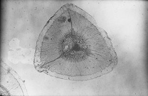 Photograph of 745A-M4 Spore of Spencerites moorei (Cridland 1960) Leisman and Stidd emend. 1967