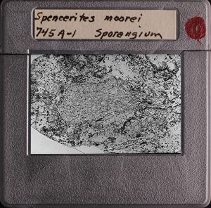 Photographic Slide with written on label of 745A-1 Sporangium of Spencerites moorei (Cridland 1960) Leisman and Stidd emend. 1967