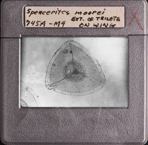 Photographic Slide with written on label of 745A-M4 Spore of Spencerites moorei (Cridland 1960) Leisman and Stidd emend. 1967