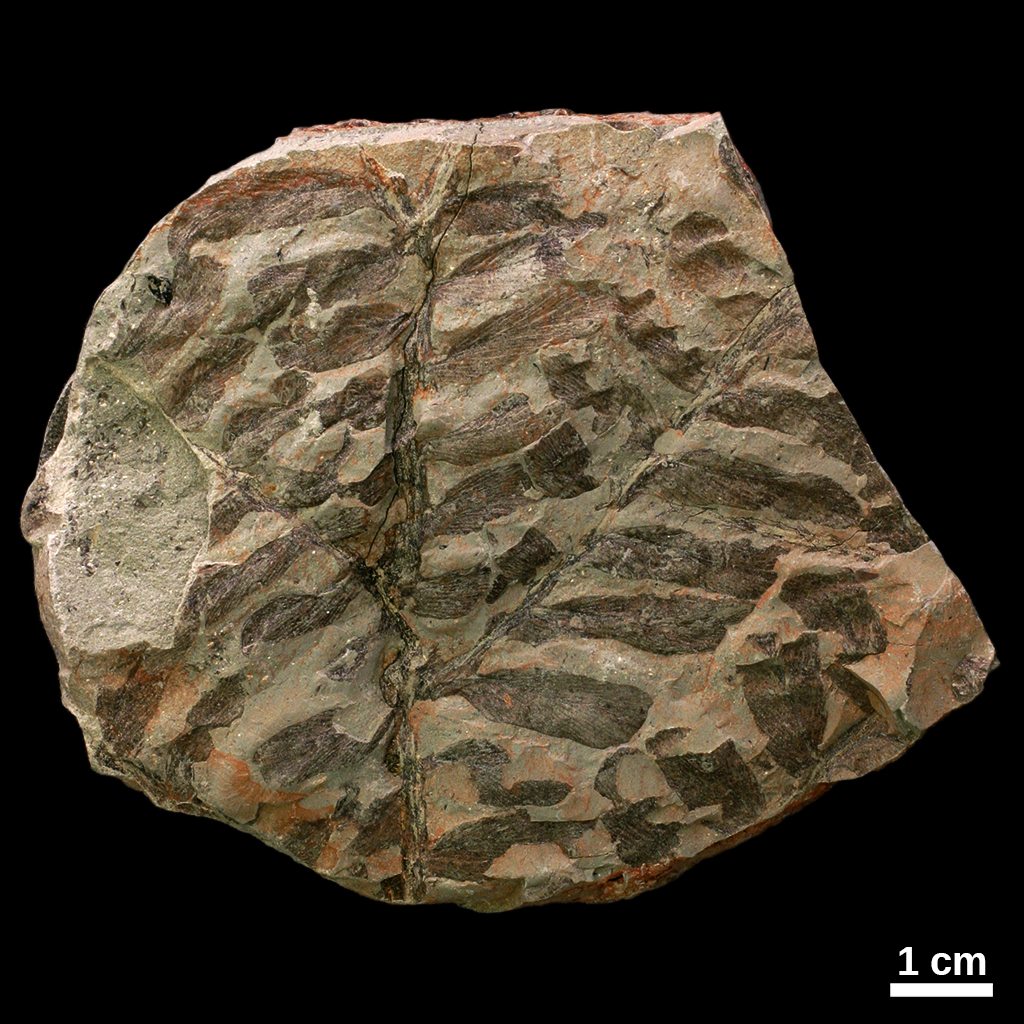 Callipterid fossil