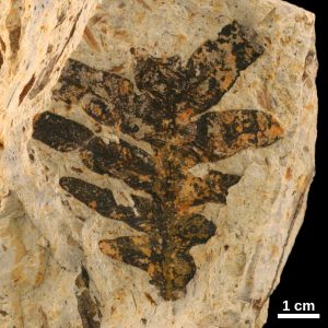 Callipterid fossil