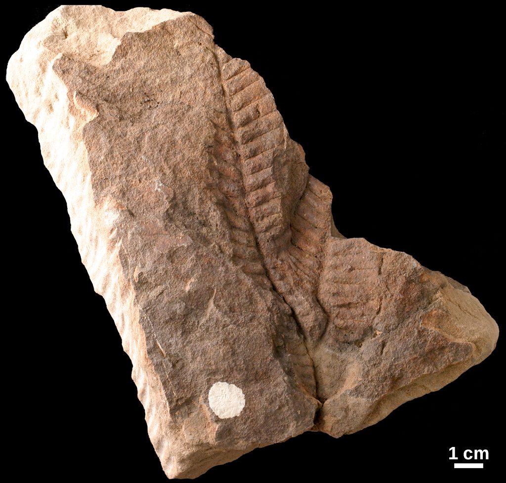 Gigantopterid fossil