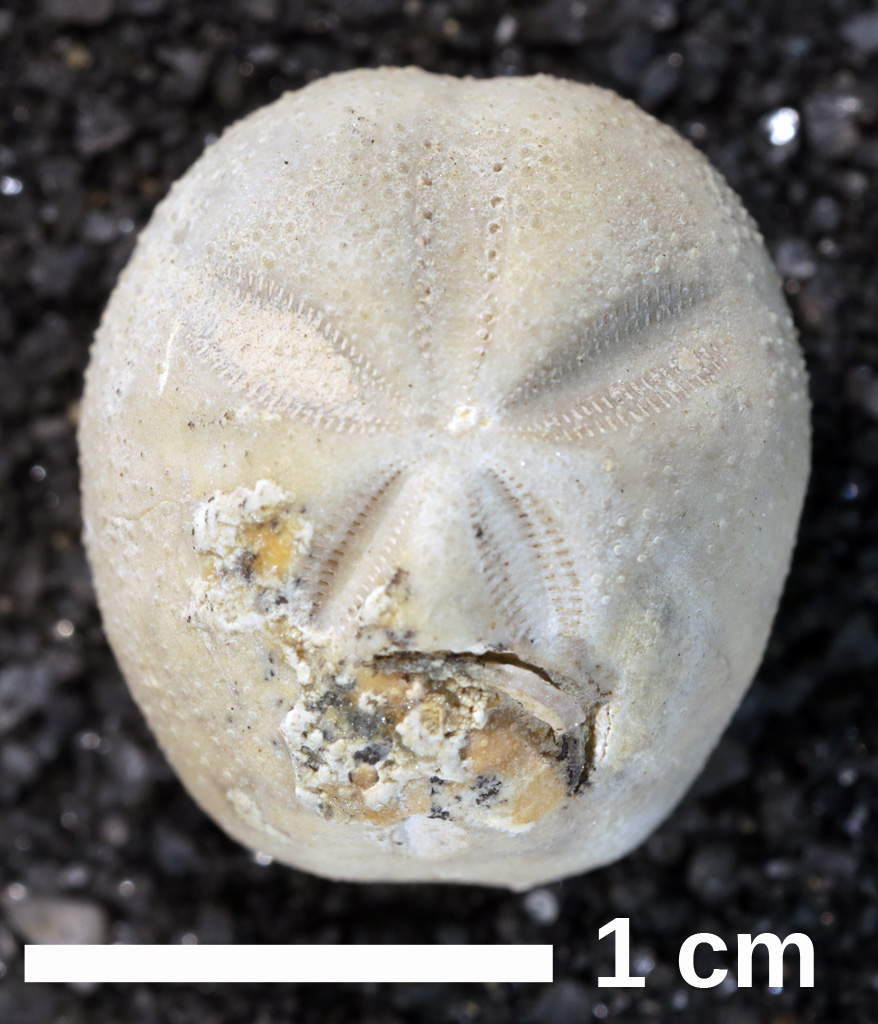 Sea Urchin fossil