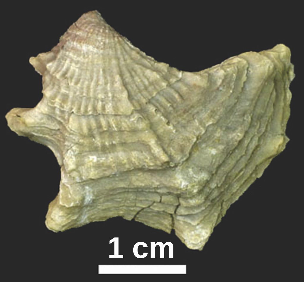 Oyster fossil